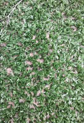 14mm ارتفاع الكومة كثافة عالية مقاومة للأشعة فوق البنفسجية لعب التنس العشب الاصطناعي للرياضة متعددة الوظائف في الهواء الطلق